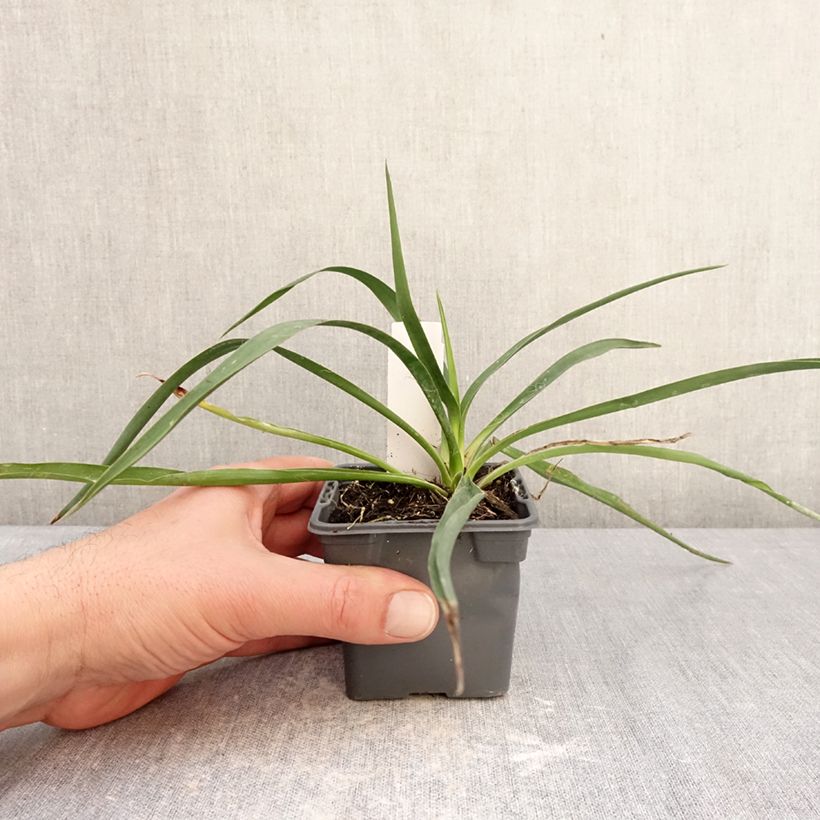Exemplar von Yucca filamentosa - Fädige Palmlilie Kleine Töpfe von 8/9 cm wie im Winter geliefert