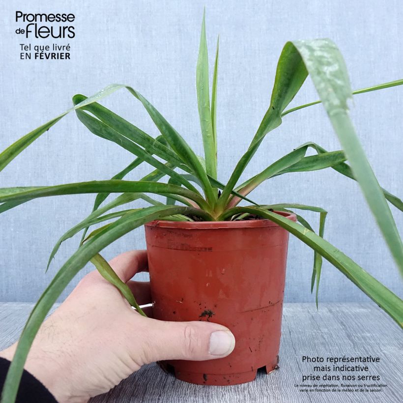 Exemplar von Yucca filamentosa Pot de 1L/1,5L wie im Winter geliefert