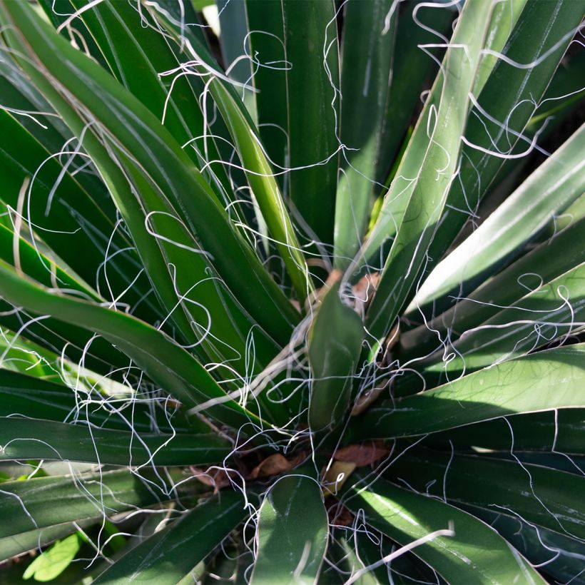 Yucca filifera - Palmlilie (Foliage)