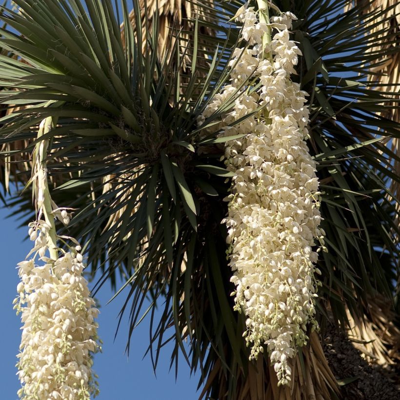 Yucca filifera - Palmlilie (Flowering)