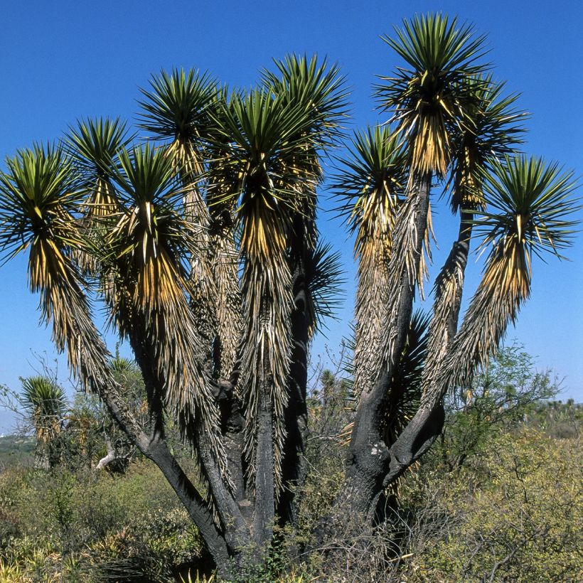 Yucca filifera - Palmlilie (Plant habit)