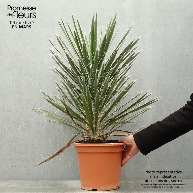 Example of Yucca filifera - Palmlilie Topf mit 7,5L/10L as you get in printemps
