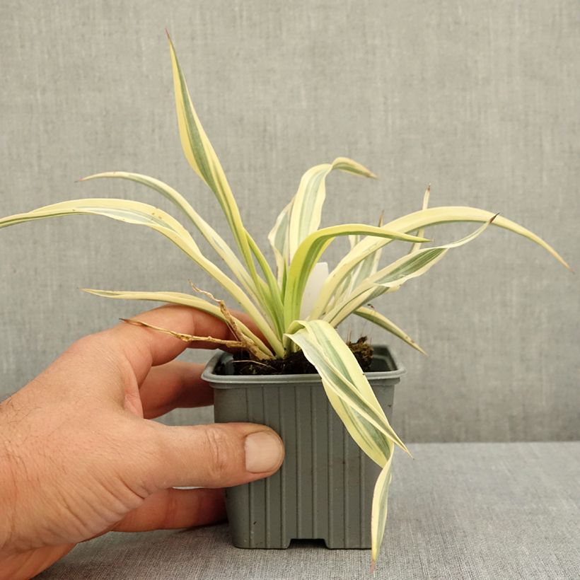 Exemplar von Yucca gloriosa Citrus twist - Kerzen-Palmlilie Kleine Töpfe von 8/9 cm wie im Sommer geliefert