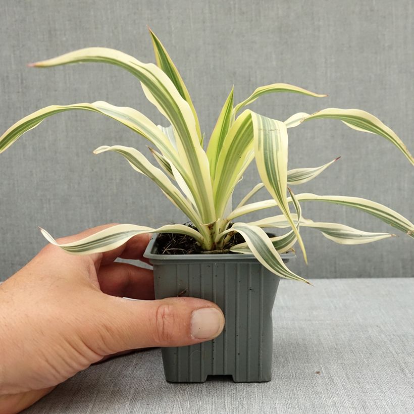 Exemplar von Yucca gloriosa Citrus twist - Kerzen-Palmlilie Kleine Töpfe von 8/9 cm wie im Frühjahr geliefert