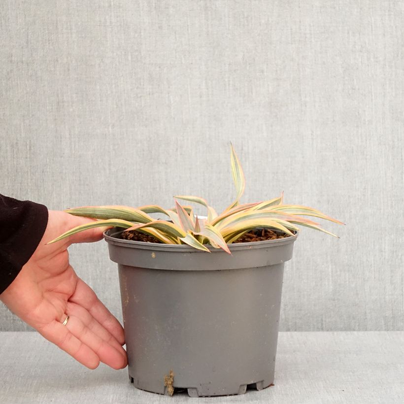 Exemplar von Yucca gloriosa Citrus twist® - Dague espagnole Pot de 2L/3L wie im Winter geliefert