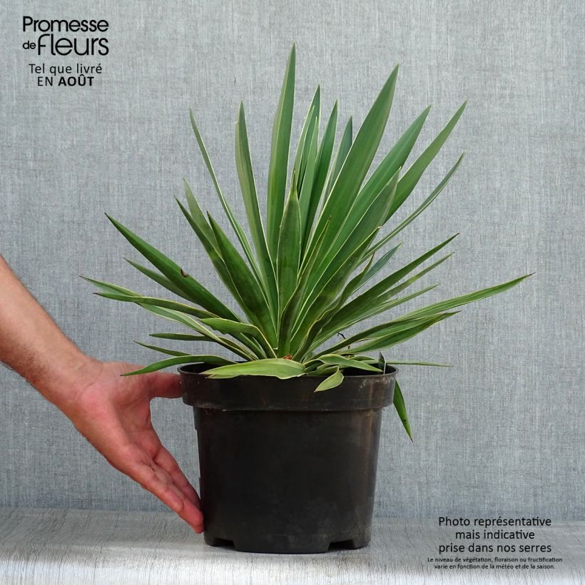 Exemplar von Yucca gloriosa Variegata - Kerzen-Palmlilie Topf mit 2L/3L wie im Sommer geliefert