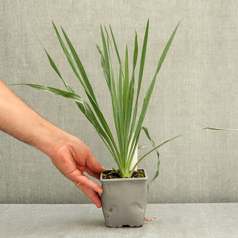 Exemplar von Yucca French Flag - Palmlilie Topf 12 cm / 13 cm wie im Sommer geliefert
