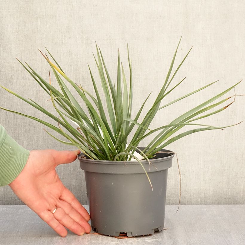 Example of Yucca French Flag - Palmlilie Topf mit 3L/4L as you get in hiver