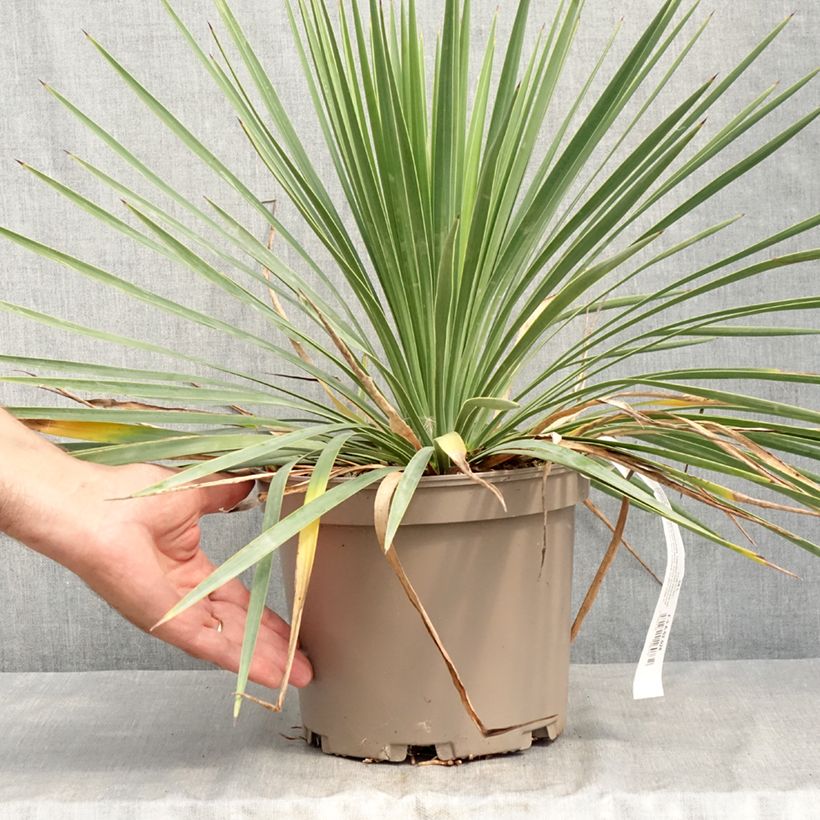 Exemplar von Yucca gloriosa Katana - Kerzen-Palmlilie Topf mit 4L/5L wie im Sommer geliefert