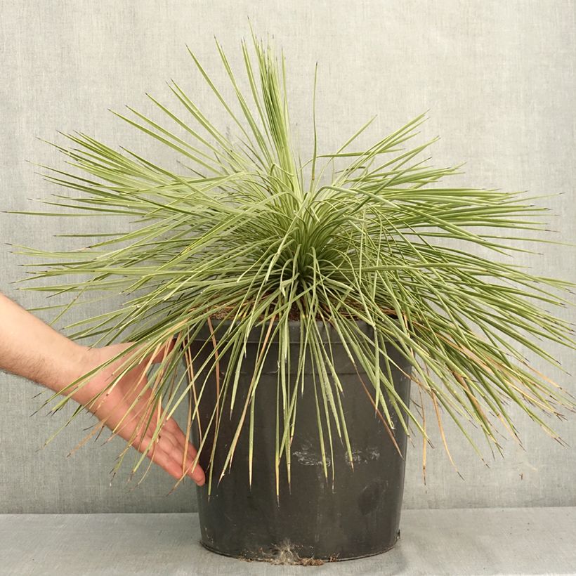 Exemplar von Yucca linearifolia - Schmalblättrige Yucca Topf mit 18L/20L wie im Sommer geliefert