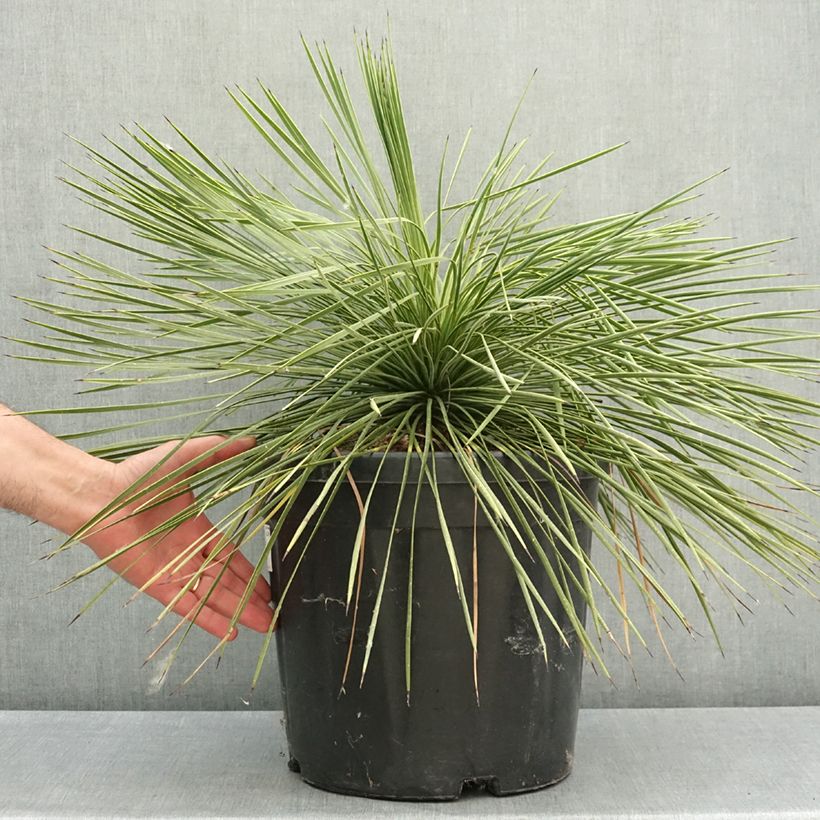 Exemplar von Yucca linearifolia - Schmalblättrige Yucca Topf mit 18L/20L wie im Frühjahr geliefert