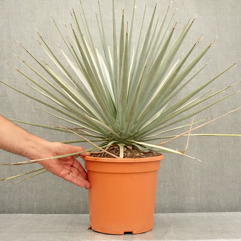 Exemplar von Yucca rigida - Starre Palmlilie Topf mit 7,5L/10L wie im Sommer geliefert