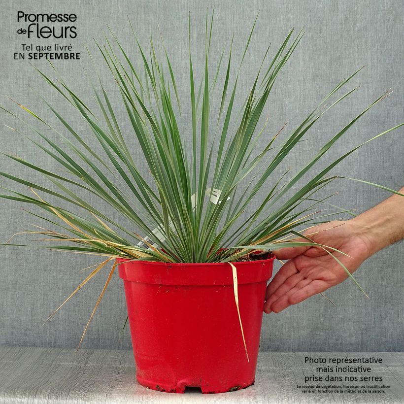 Exemplar von Yucca rostrata - Schnabel-Palmlilie Topf mit 3L/4L wie im Herbst geliefert