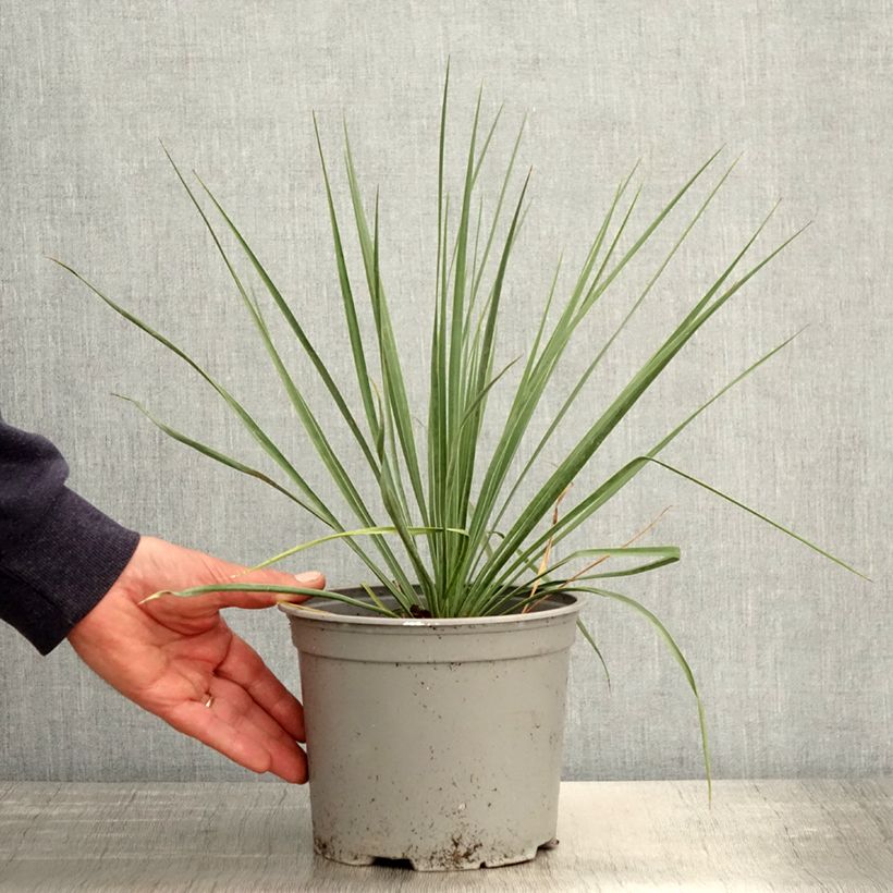 Example of Yucca rostrata Sapphire Skies - Schnabel-Palmlilie Topf mit 3L/4L as you get in printemps