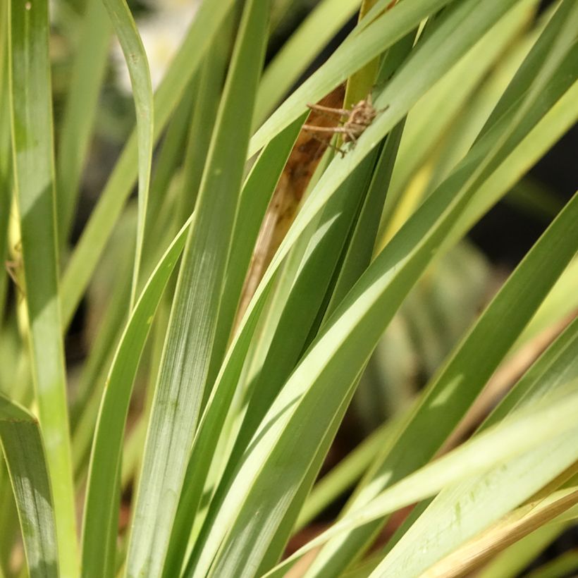 Yucca rostrata Sapphire Skies - Schnabel-Palmlilie (Foliage)