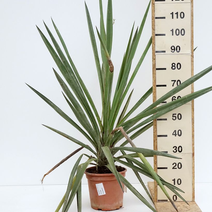 Example of Yucca torreyi - Torrey-Palmlilie Topf mit 7,5L/10L as you get in printemps