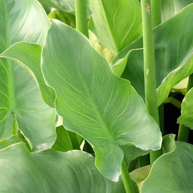 Zantedeschia aethiopica Pink Flamingo - Zimmercalla (Laub)