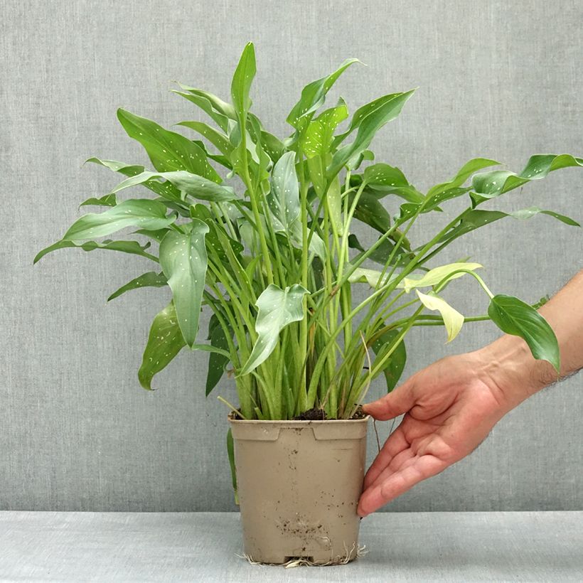 Exemplar von Zantedeschia aethiopica Scented Lady - Zimmercalla Topf mit 2L/3L wie im Frühjahr geliefert