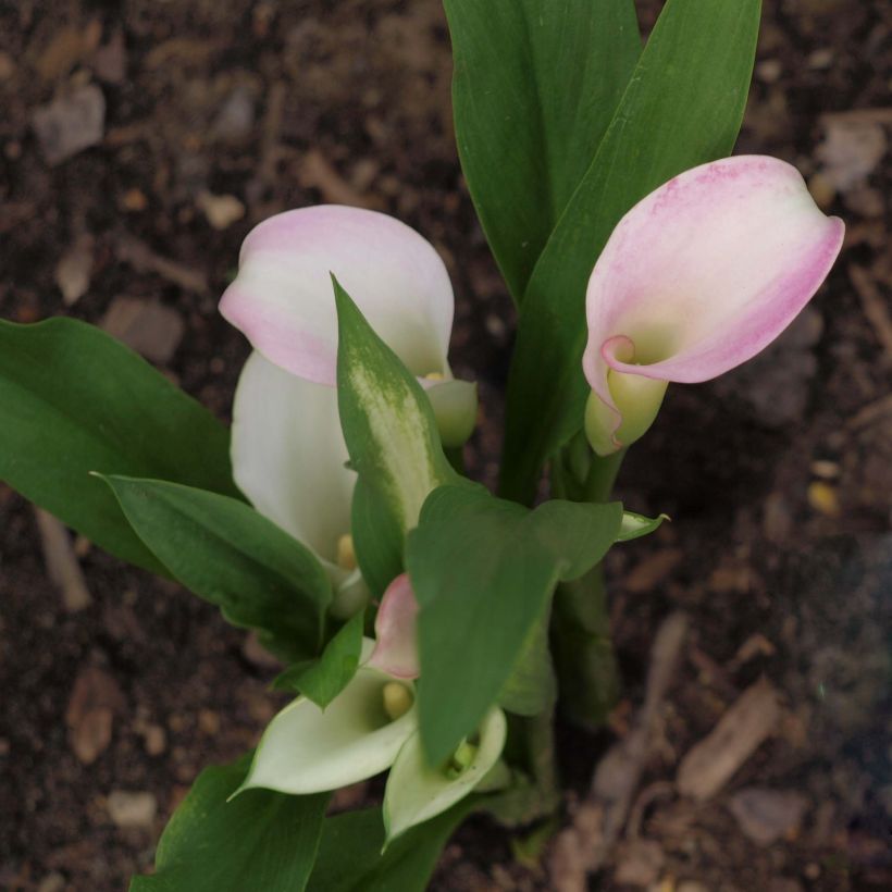 Zantedeschia Crystal Blush - Calla (Wuchs)