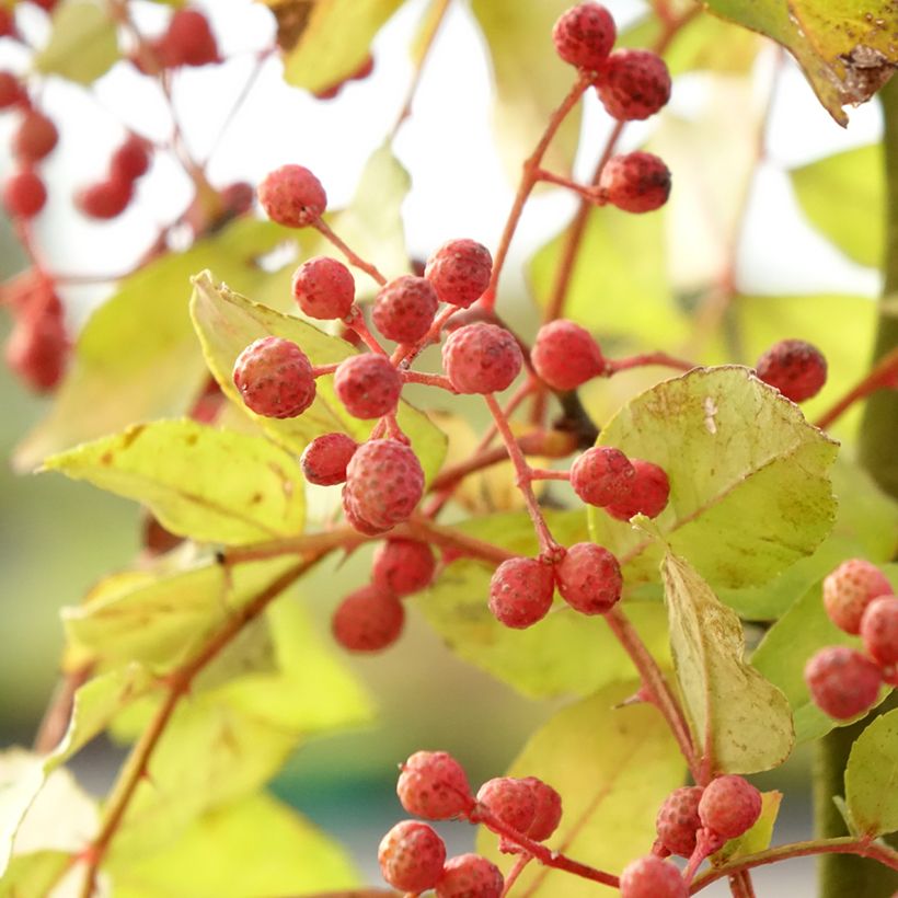 Zanthoxylum americanum - Amerikanische Stachelesche (Ernte)