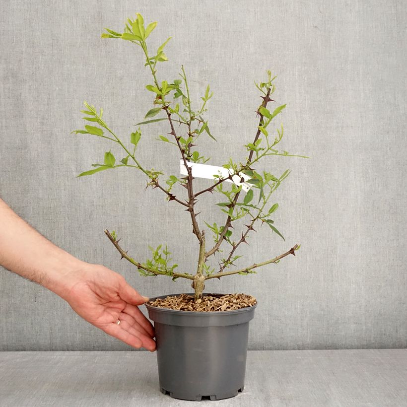 Exemplar von Zanthoxylum armatum - Nepalesischer Pfeffer Topf mit 3L/4L wie im Frühjahr geliefert