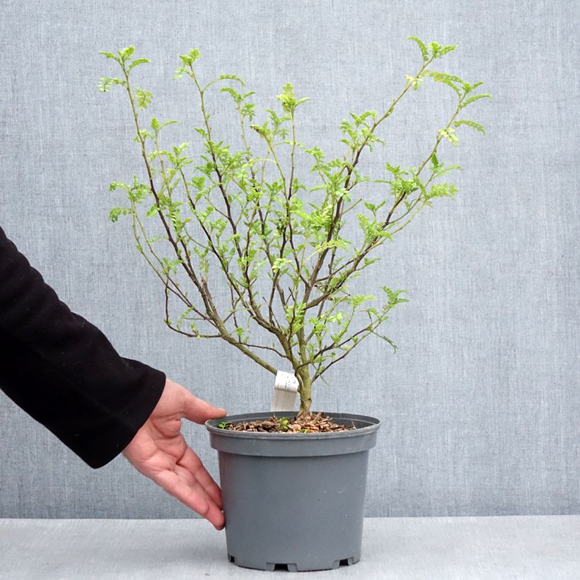 Exemplar von Szechuanpfeffer - Zanthoxylum beecheyanum Topf mit 3L/4L wie im Frühjahr geliefert