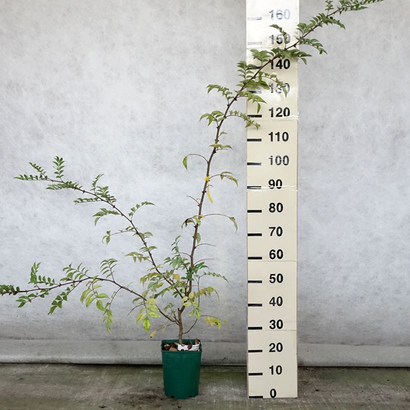 Exemplar von Szechuanpfeffer - Zanthoxylum coreanum Topf mit 4L/5L wie im Sommer geliefert