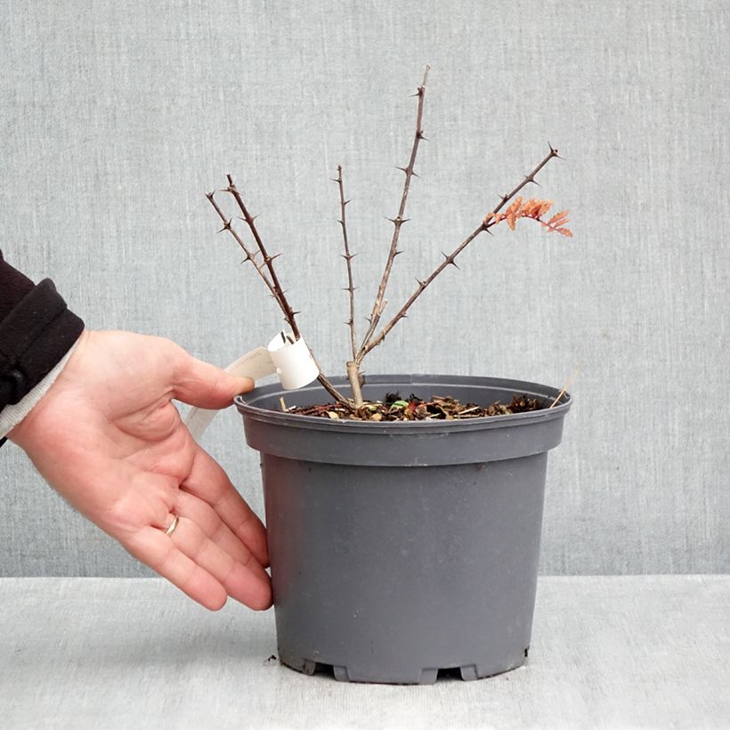 Exemplar von Zanthoxylum piperitum Black Magic - Japanischer Pfefferstrauch Topf mit 2L/3L wie im Herbst geliefert