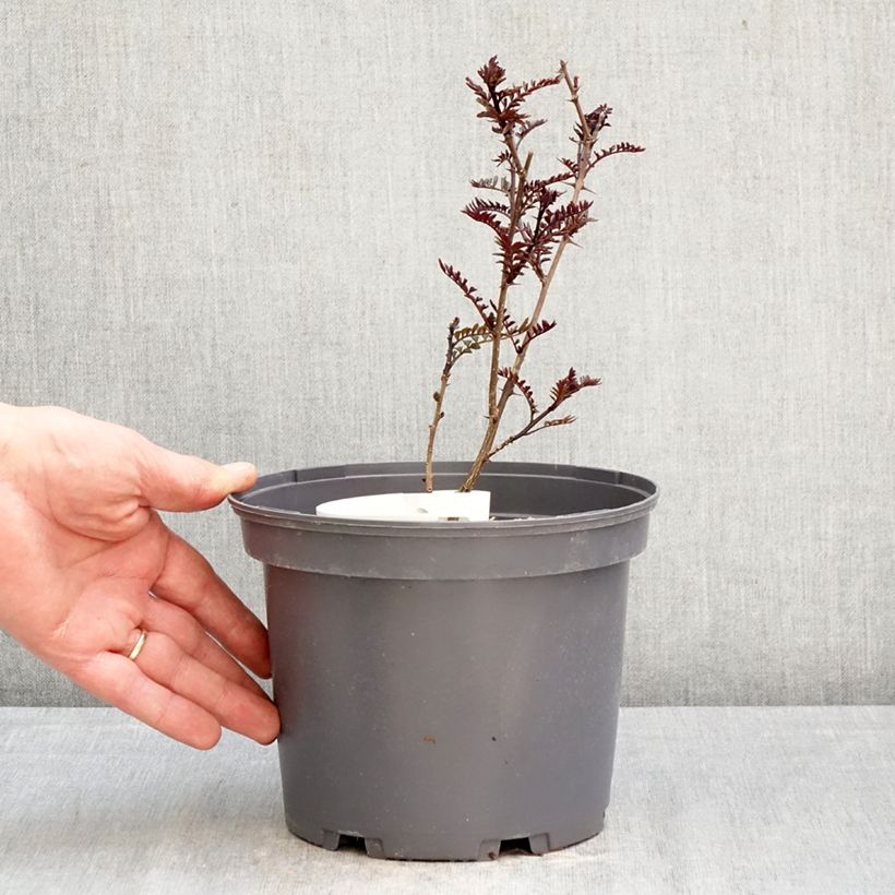 Exemplar von Zanthoxylum piperitum Black Magic - Japanischer Pfefferstrauch Topf mit 2L/3L wie im Frühjahr geliefert