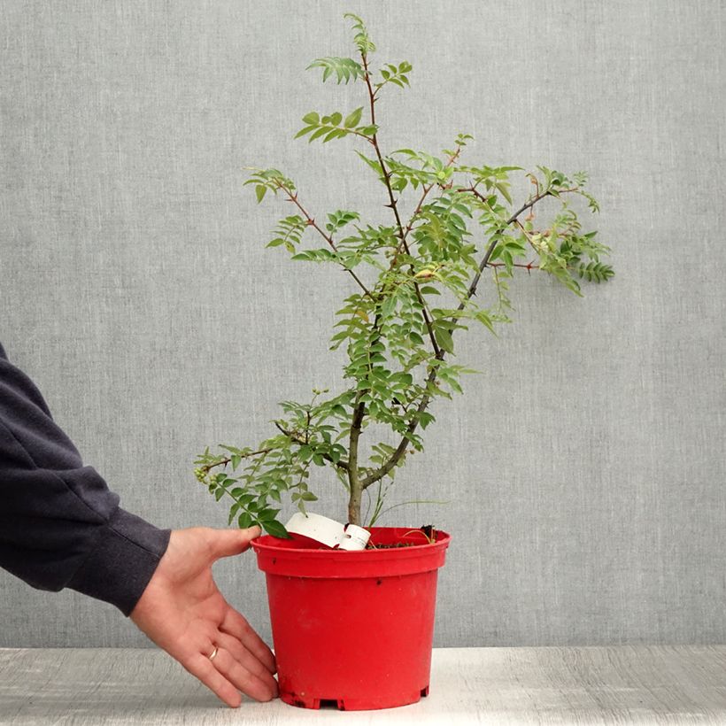Exemplar von Zanthoxylum piperitum Black Magic - Japanischer Pfefferstrauch Topf mit 2L/3L wie im Sommer geliefert