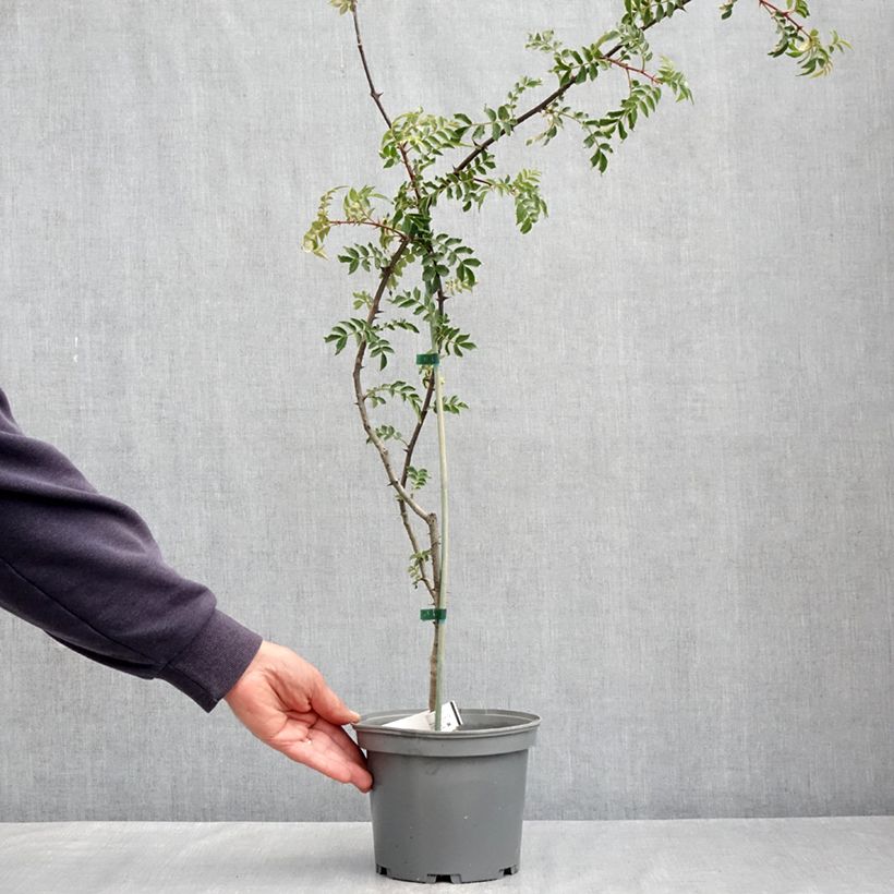 Example of Szechuanpfeffer - Zanthoxylum schinifolium Topf mit 3L/4L as you get in printemps