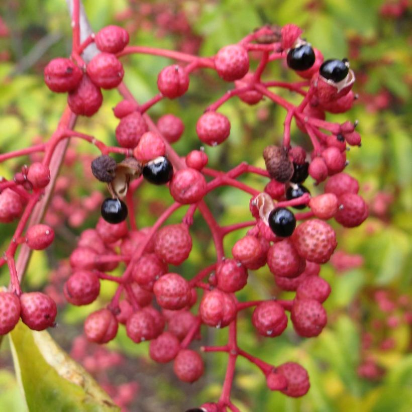 Szechuanpfeffer - Zanthoxylum simulans (Ernte)