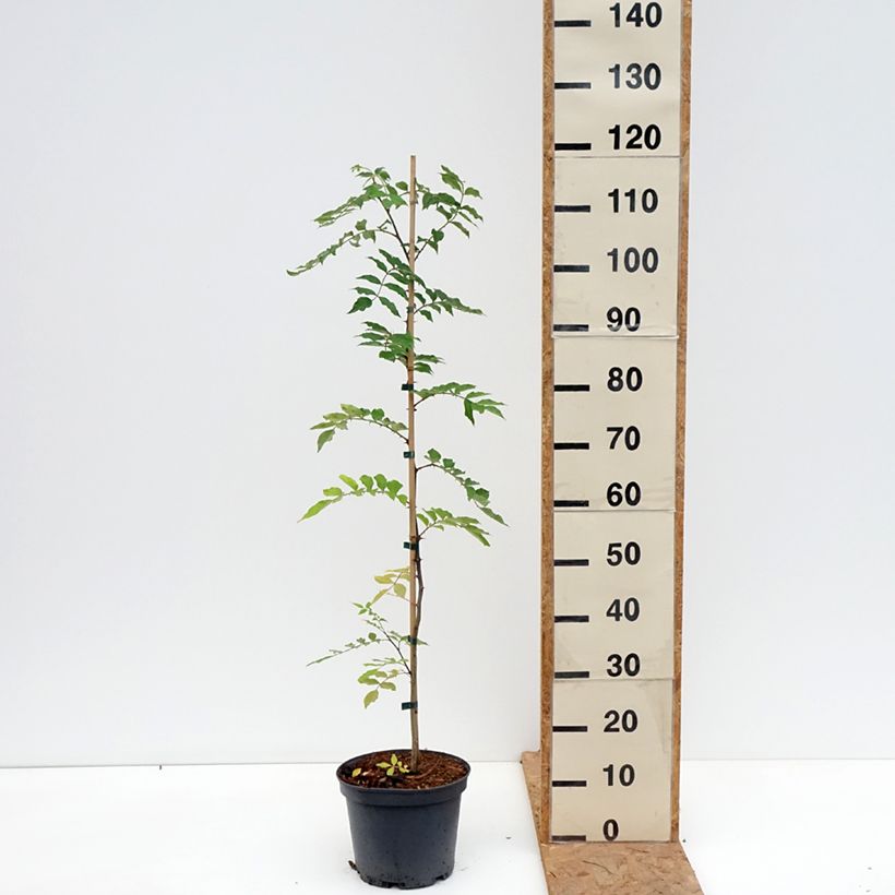 Exemplar von Szechuanpfeffer - Zanthoxylum simulans Topf mit 4L/5L wie im Herbst geliefert