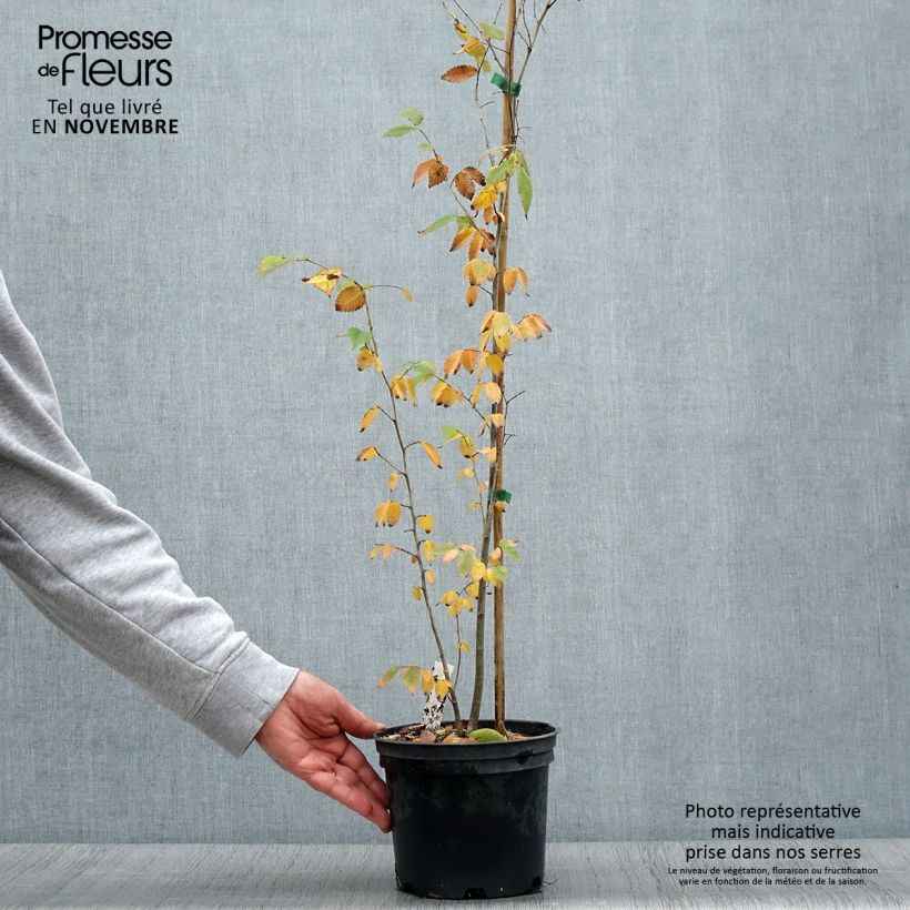 Exemplar von Zelkova serrata - Japanische Zelkove Topf mit 3L/4L wie im Herbst geliefert