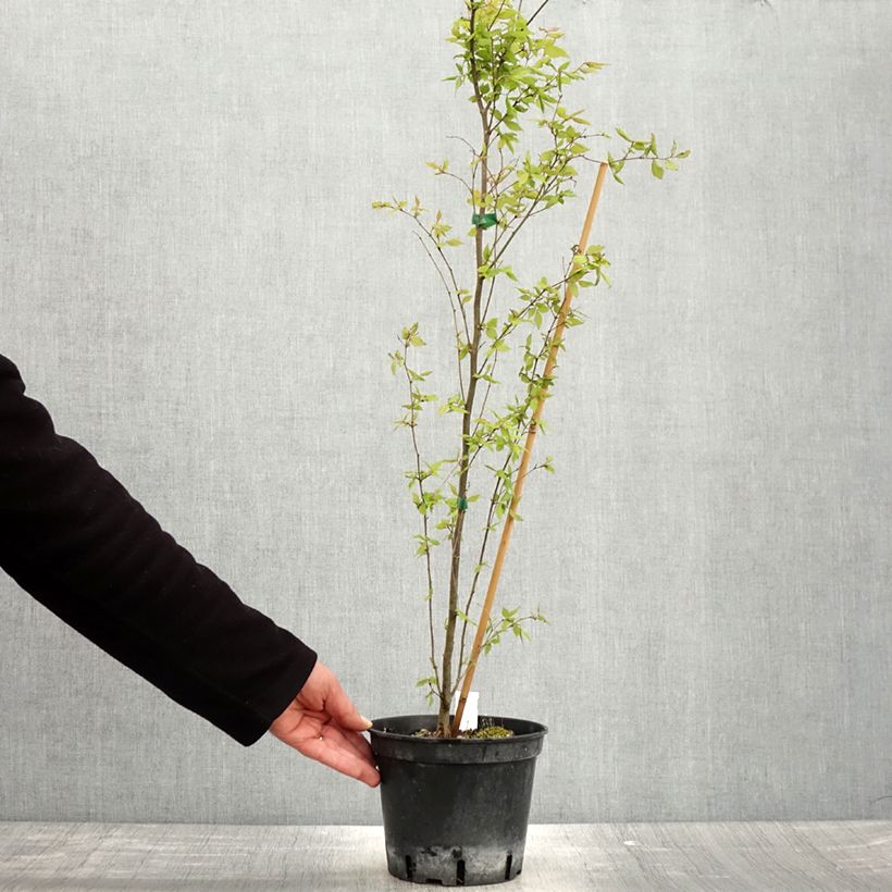 Example of Zelkova serrata - Japanische Zelkove Topf mit 3L/4L as you get in printemps