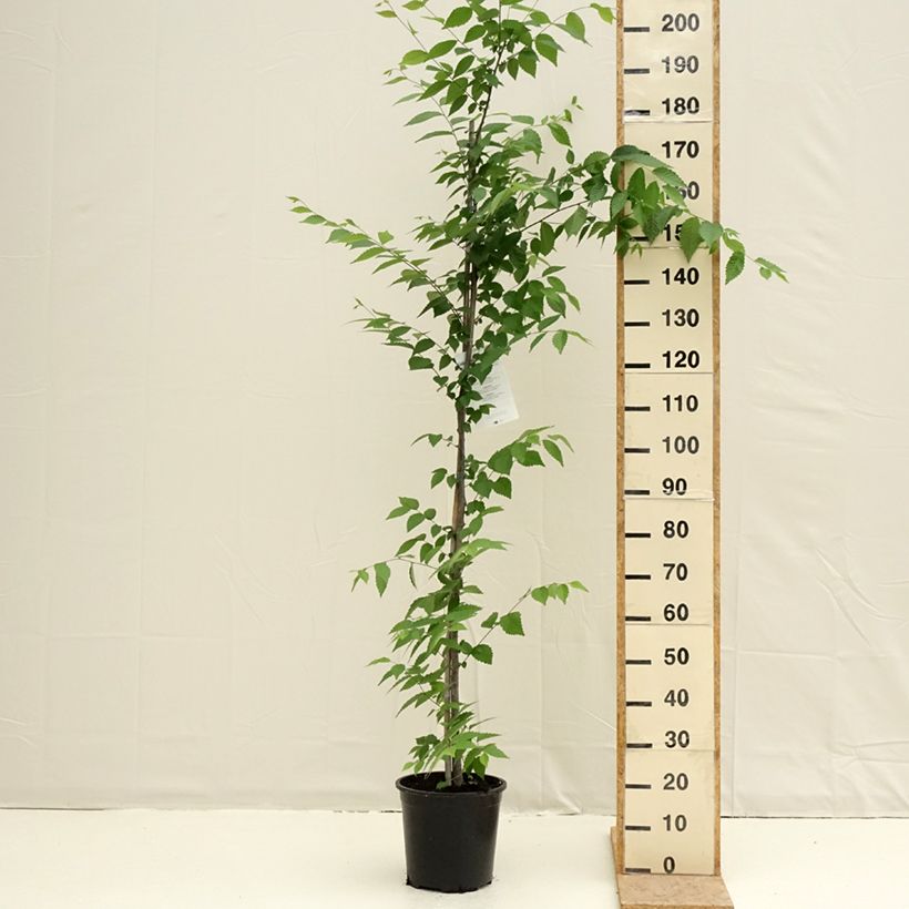 Example of Zelkova serrata - Japanische Zelkove Topf mit 7,5L/10L as you get in printemps