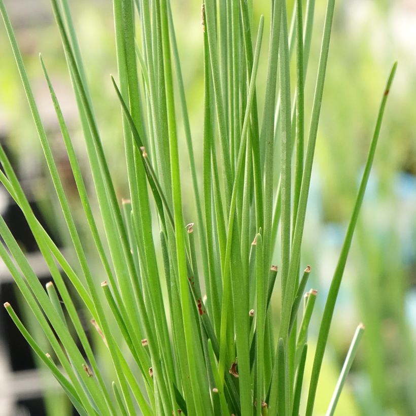 Zephyranthes candida - Zephirblume (Foliage)