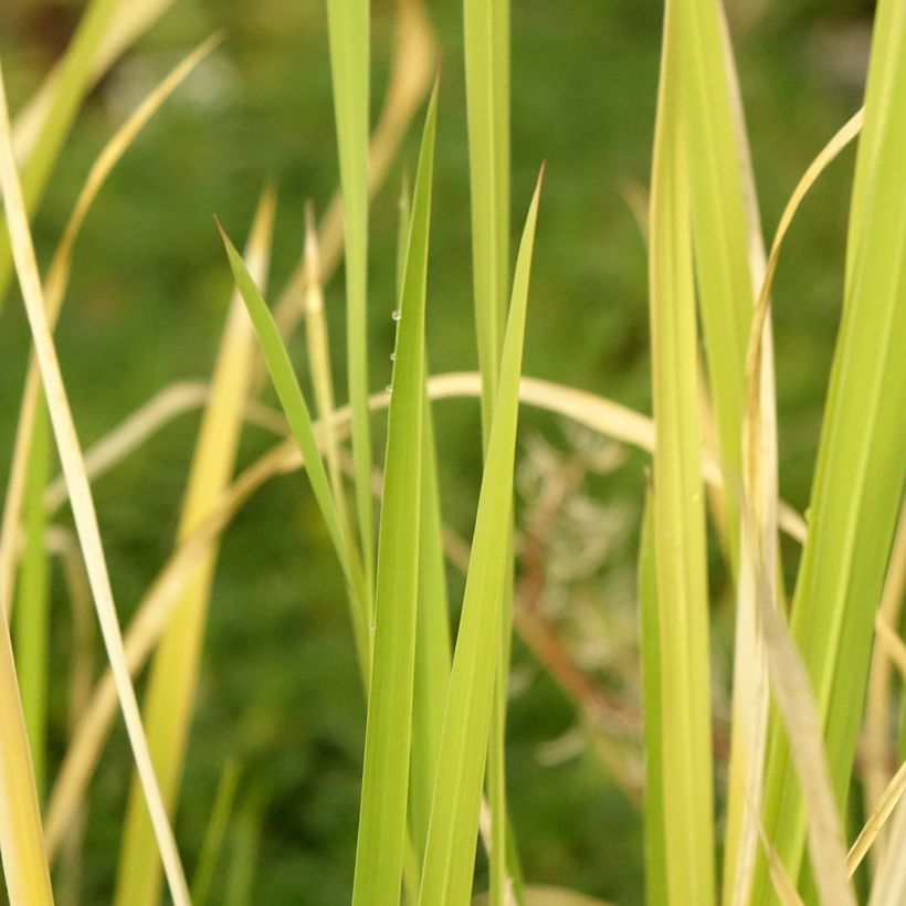Zizania latifolia - Wasserreis (Laub)