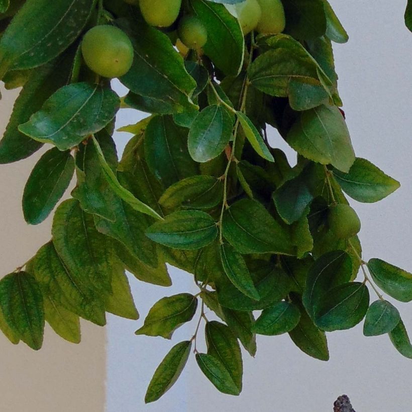 Chinesische Jujube - Ziziphus jujuba (Foliage)