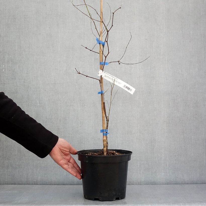 Exemplar von Chinesische Jujube Abundance - Ziziphus jujuba Topf mit 3L/4L wie im Winter geliefert