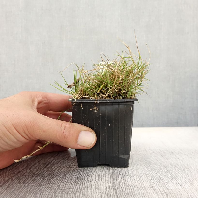 Exemplar von Zoysia tenuifolia Kleine Töpfe von 8/9 cm wie im Herbst geliefert