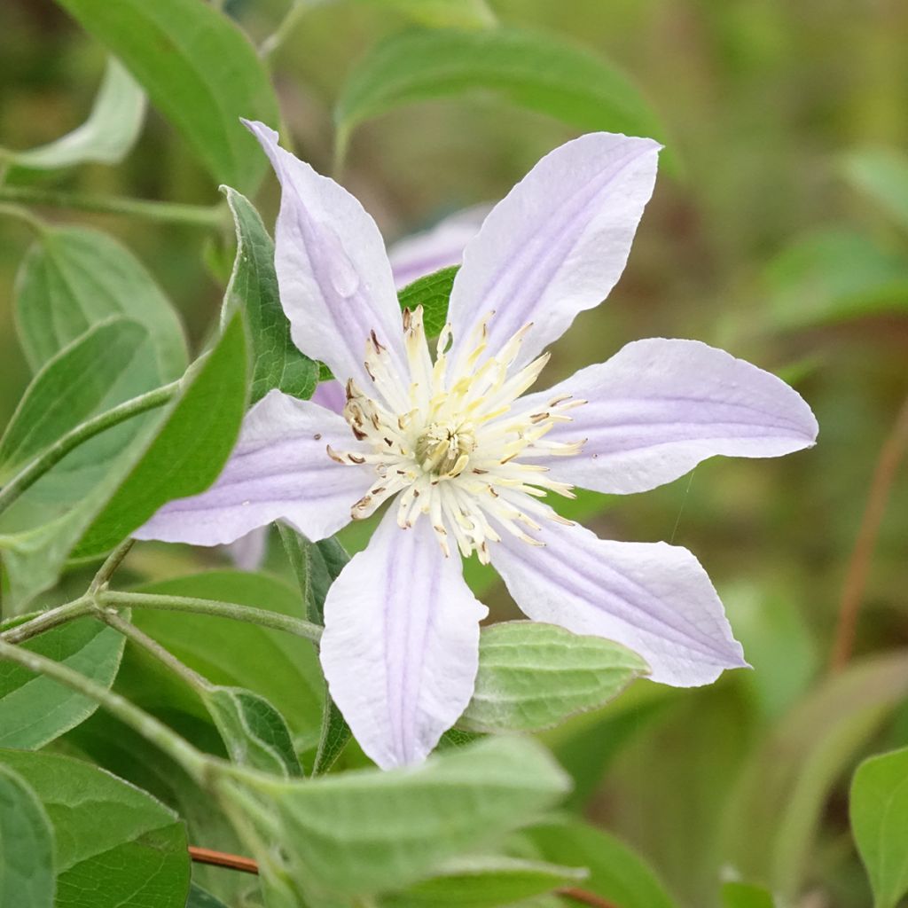 Waldrebe Clematis River Star - Clematis