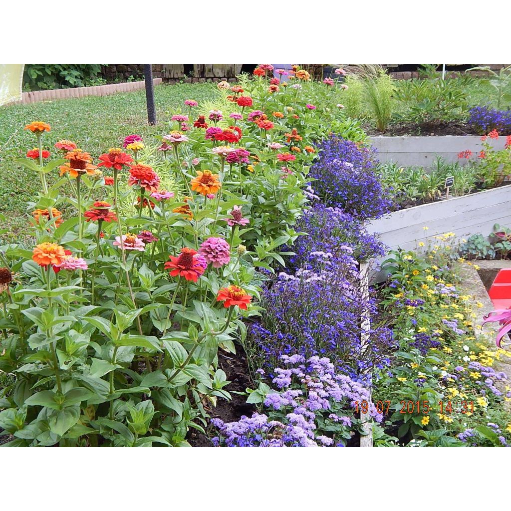 Garten-Zinnie Lilliput Mix (Samen)