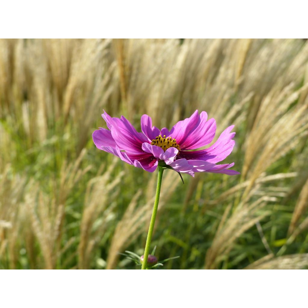 Cosmos géant sensation