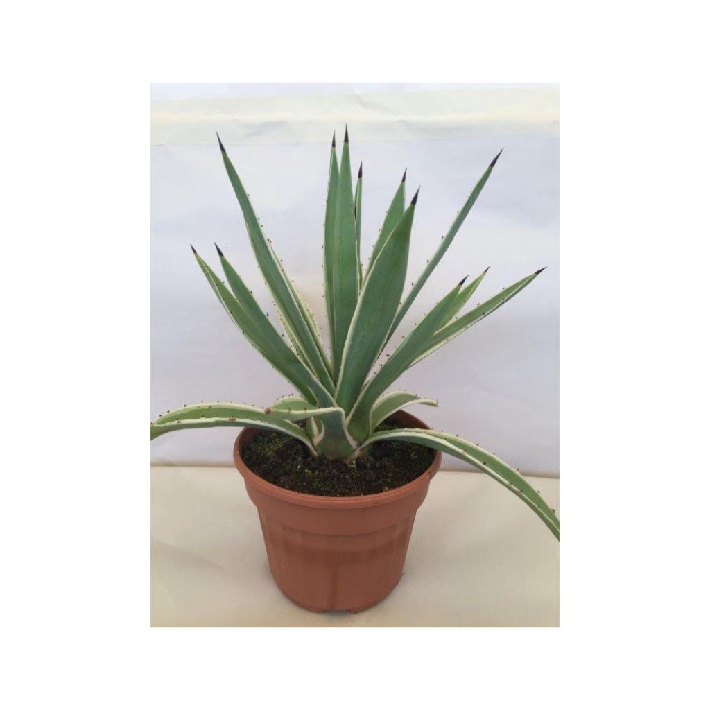 Agave angustifolia Marginata - Schmalblättrige Agave