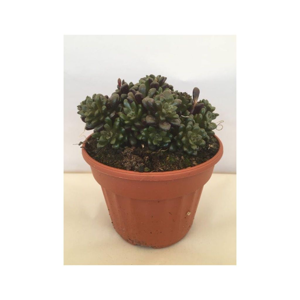 Anacampseros filamentosa - Liebesröschen