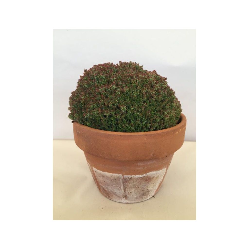 Euphorbia submammillaris - Wolfsmilch