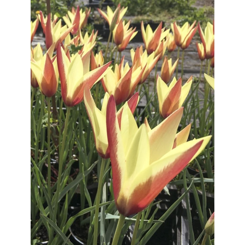 Tulipa clusiana Cynthia - Clusius-Tulpe