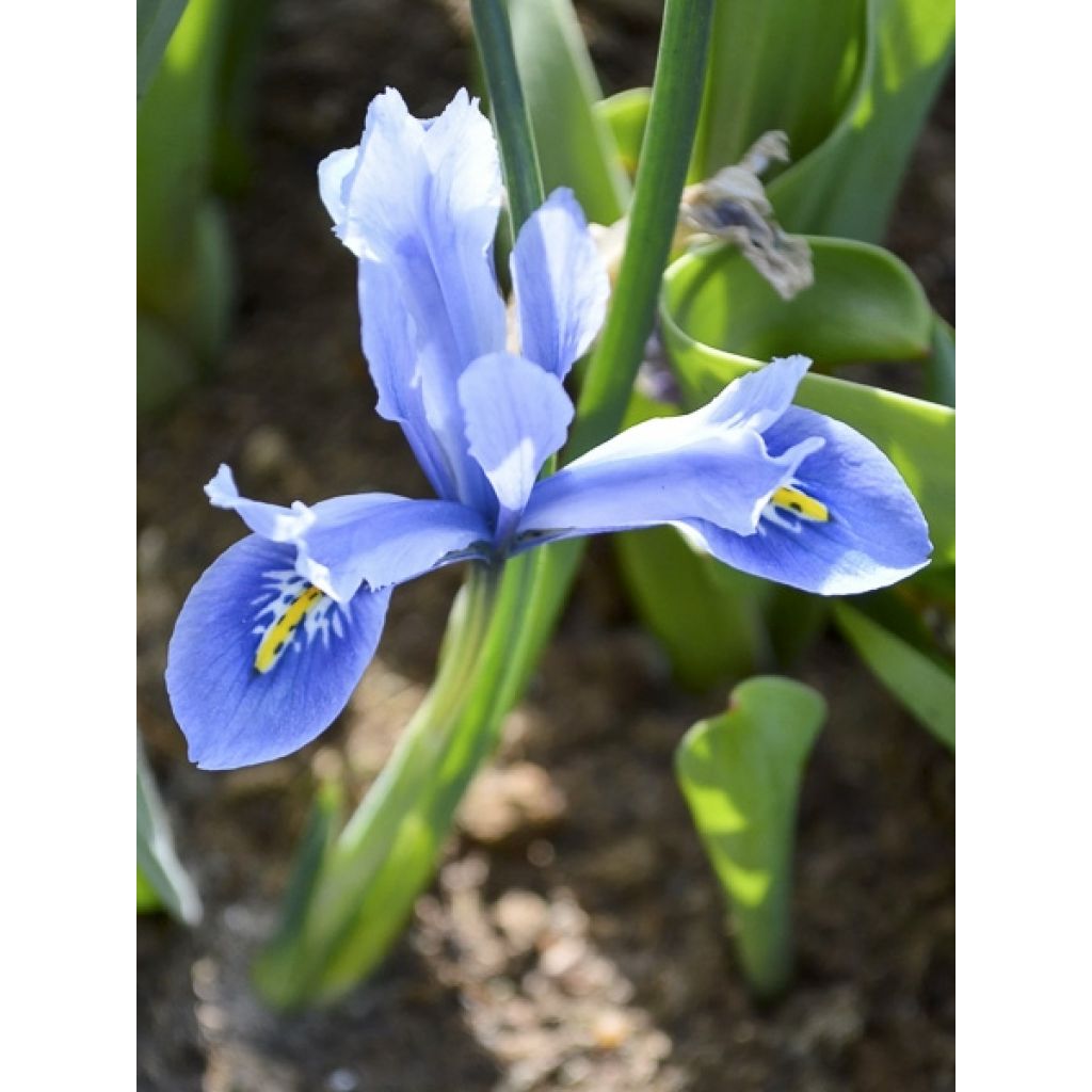 Iris reticulata Cantab - Netzblatt-Schwertlilie