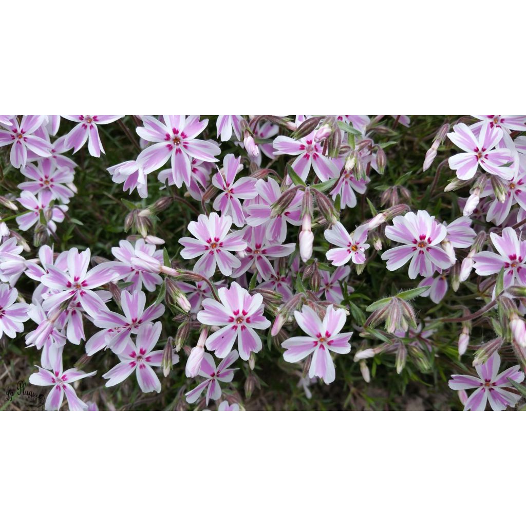 Pfriemenförmiger Phlox Candy Stripes - Phlox subulata